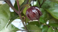 Purple Reaper - Pepper Seeds - White Hot Peppers